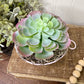 Upcycled Mini Washtub Faux Succulent Plant- Pink